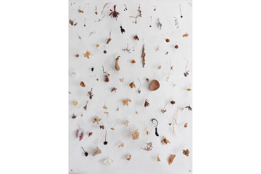 Photograph of studio wall, plant material and wire, 51 x 66"